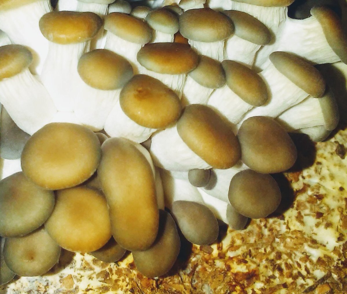 SeaBreezeC's tweet photo. @backtotheroots Mini Organic Mushrooms and Microgreens are starting to grow! Thanks @socialnature for letting me try these out! #growonegiveone #backtotheroots #socialnature #organic https://t.co/Gv9xfc6d99