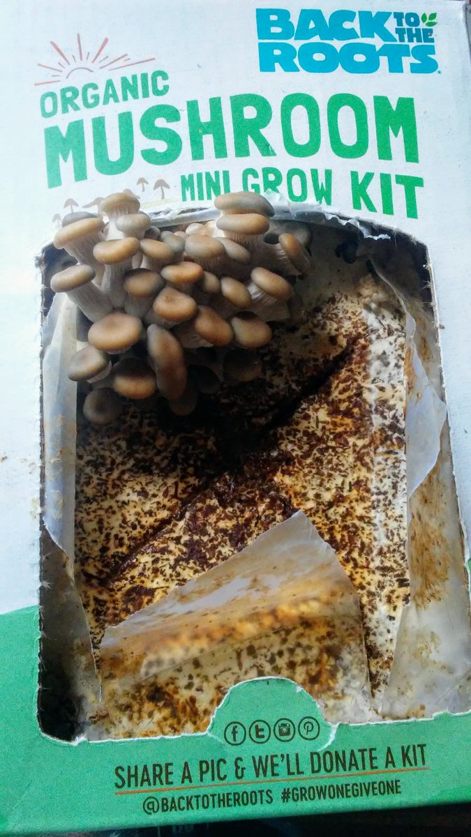 SeaBreezeC's tweet photo. @backtotheroots Mini Organic Mushrooms and Microgreens are starting to grow! Thanks @socialnature for letting me try these out! #growonegiveone #backtotheroots #socialnature #organic https://t.co/Gv9xfc6d99