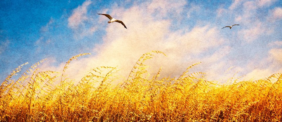 Álex Rovira tweet media