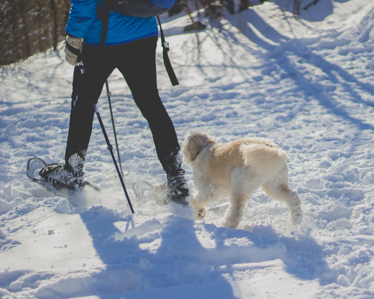 UtahValleyCC's tweet photo. Not into skiing? The winter can still be a good time to go hiking! Check out these neat winter trails nearby: https://t.co/KOFrC4tWzO

#WhyProvoWednesday #UVCC #UtahValleyCC #WinterHikes #SnowShoeing https://t.co/1bzjx1RP6A