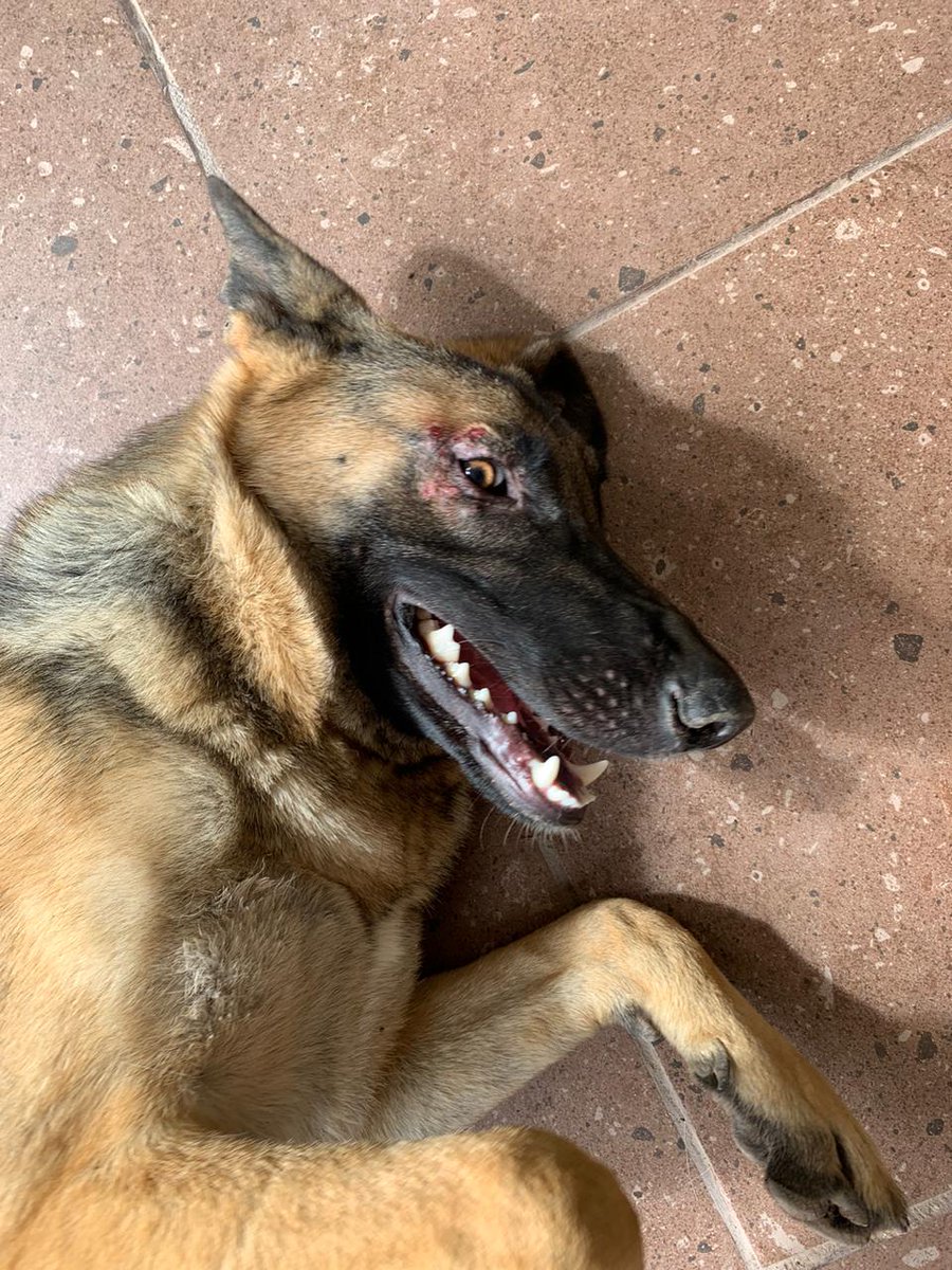 Vendo Apple watch series 3 38 mm gps + celular. Esta en excelentes condiciones, incluye cargador original, 2 extensibles originales y otras de regalo. Lo vendo porque necesito pagar un tratamiento para mi perrita.