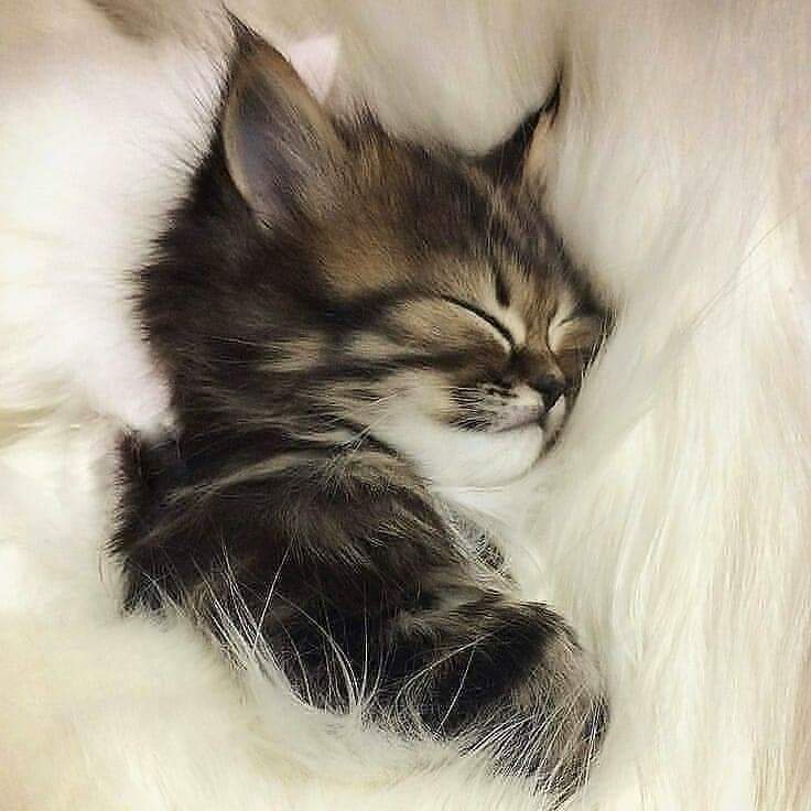 joore_flower's tweet photo. تصبحون على خير 😴😴🌸 https://t.co/ORTnXRmRd0