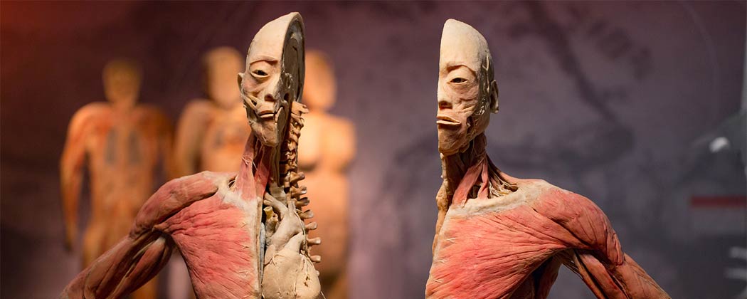 ⚠️WARNING⚠️ Real Bodies at @BallysVegas is not for everyone...But, if you have questions about the human body, this attraction is a must-see! Featuring real human bodies, you'll to see &amp; learn about anatomy, disease, birth, death, and more! 🦴💀🦷🧠 » bstofvgs.co/Bswm30qovOl