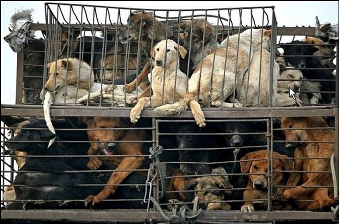 C , O , M , E
        J , O , I , N
               T , H , E
                       P , R , O , T , E , S , T
        
DATE: Friday, March 13
TIME: 1-4
PLACE: 10 Downing Street, London

Calling on #China to
#OutlawTheDogAndCatMeatTrade
#Implement & #Enforce #AnimalProtectionLaws