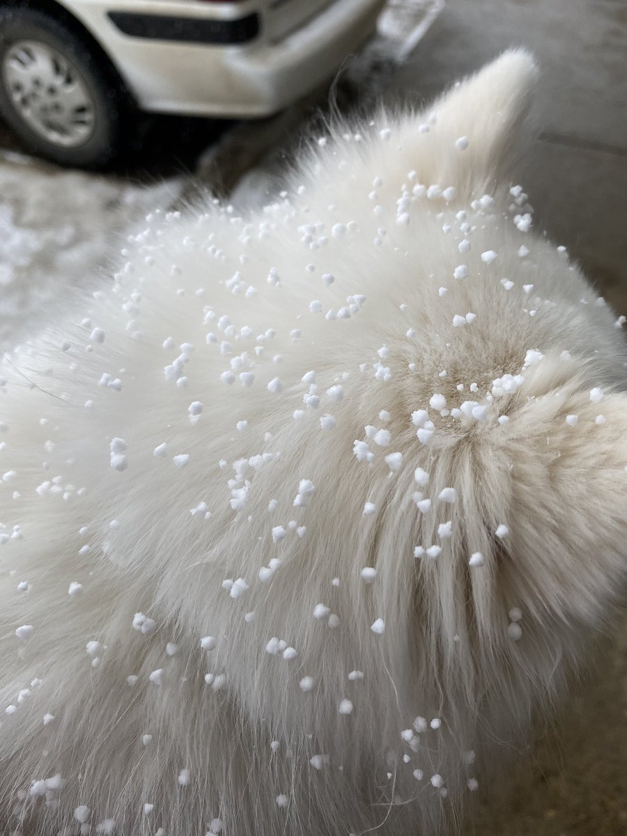 AlysaMarieWx's tweet image. Graupel covered the dog this afternoon in the convective showers. Cool! 

Might be one of the heavier graupel events in a while! 

Video threaded! #snowpellets #snowhail #abstorm #edmonton #yegwx