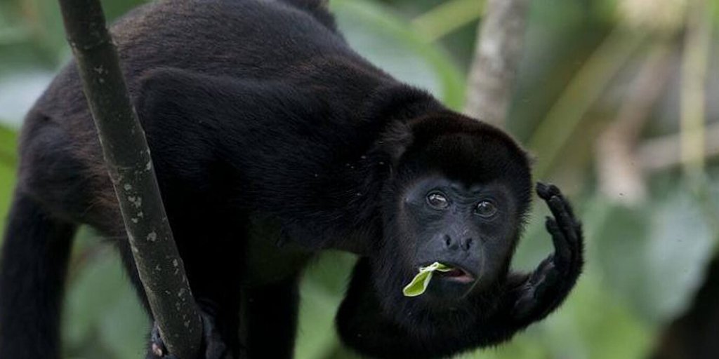 GreatGuides tweet media