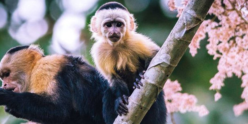 GreatGuides tweet media