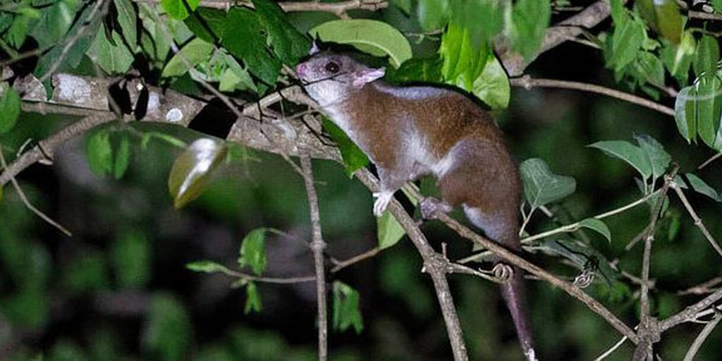 GreatGuides tweet media