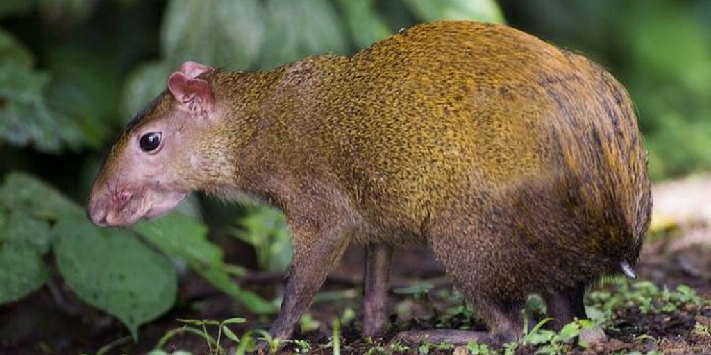 GreatGuides tweet media