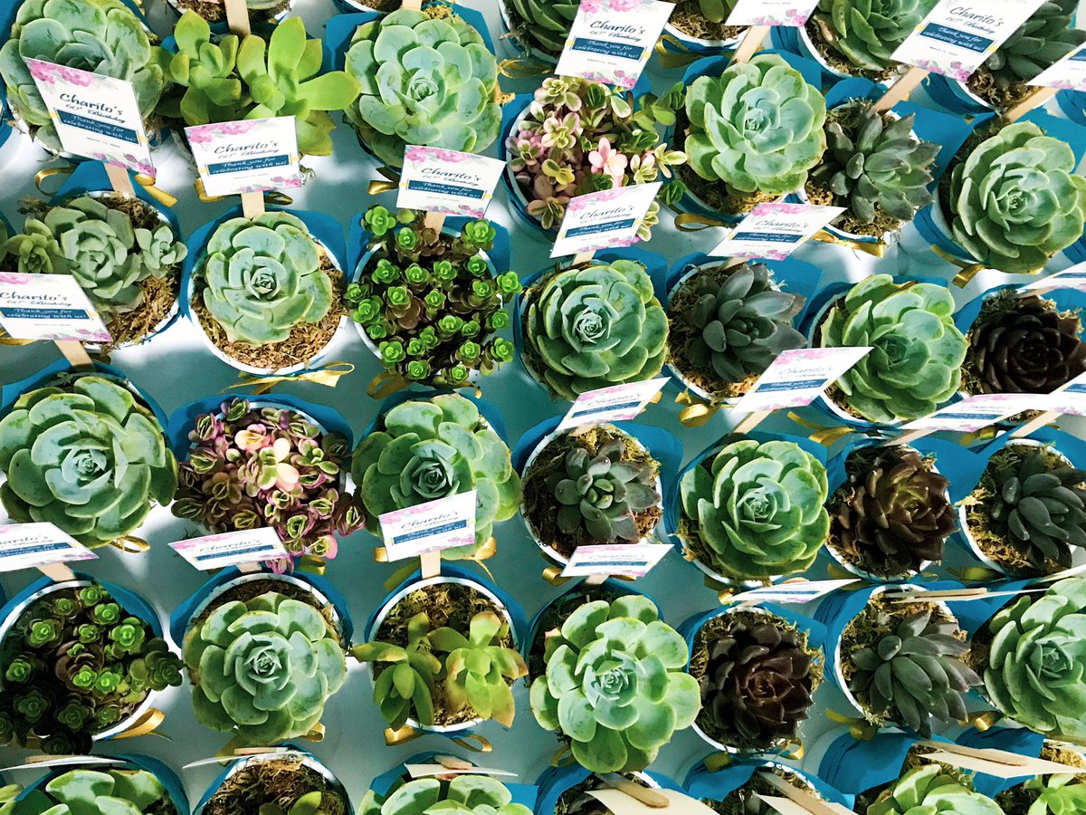 EpochPh's tweet photo. Succulents in personalized designed pots as birthday favors for Daddy Charito of Bataan. Thank you Miss Mimay for choosing Epoch as your giveaways supplier! โจ๐ฟ
#souvenirsph #giveawaysph #cactusph #succulentsph #eventsph #giveaways #souvenirs #giftsph #partyph #partyfavorsph https://t.co/gLvKqyog0O