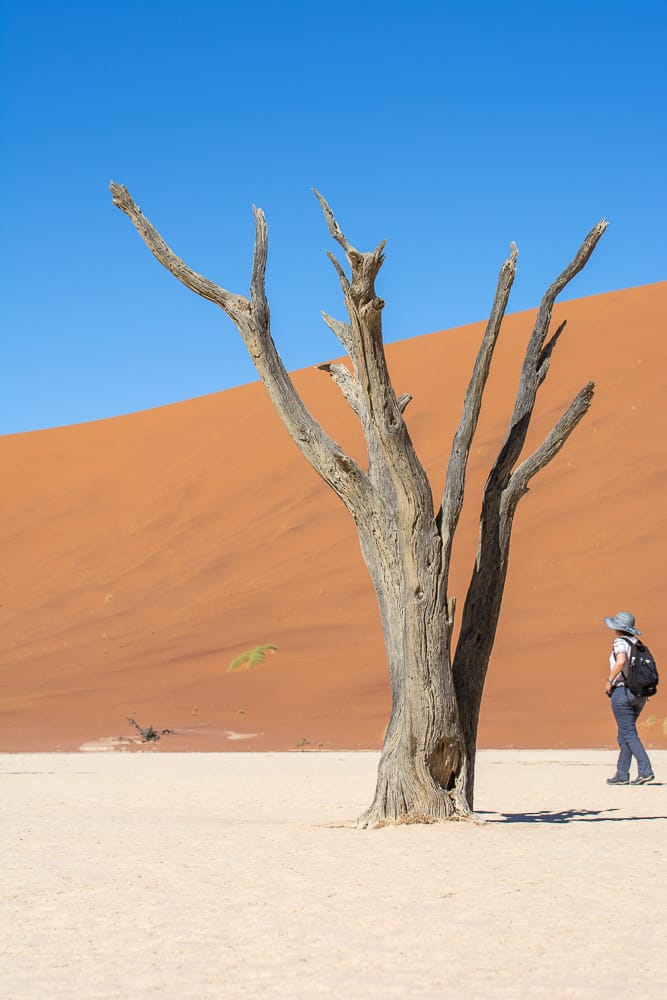 DrBethCurtis18's tweet photo. Wishing I was back in beautiful Namibia...this is a good week for enjoying holiday photos #SelfIsolation #bigOldTree #namibia https://t.co/IElOuHUL4k