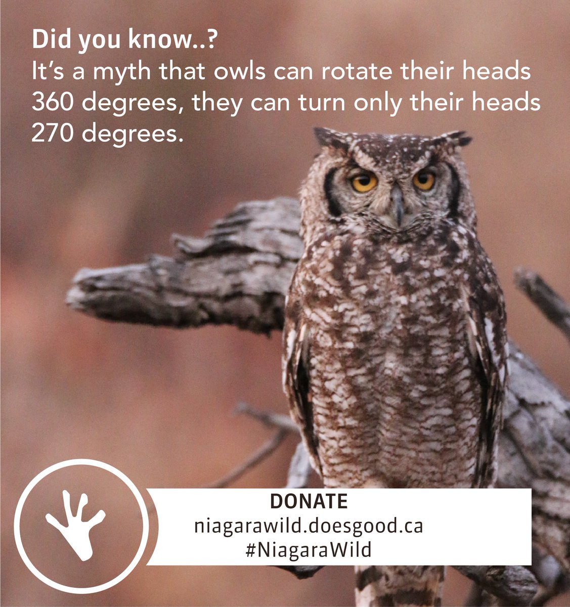 WildNiagara's tweet photo. Niagara Peninsula is the home of over 500 animal species, including owls. This week I wanted to bring a "Did you know..." about a very famous myth about owls. Even the smallest donation can make a difference. 

Donate!

@NPCA_Foundation @gddoesgood  #WildForAll #NiagaraWild #gddg https://t.co/iBrmFgkURs
