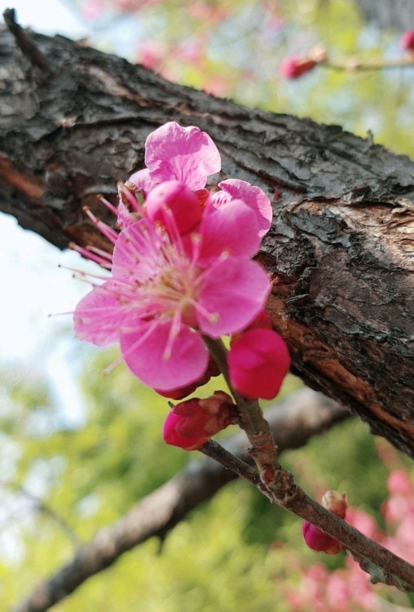 신천지와 대구 정치하는
수꼴들 진실 안밝히면,
양심가들이 바로 잡아야 한다.
검찰들은 믿을 수 없으니
말이다.
국민들은 도로 새누리당,
미친당에게 속아서는
않된다. 그들이 또
그얼마나 나라를 흔들고,
국회를 장외투쟁으로
난장판을 만들것인지,
안봐도 비디오다.