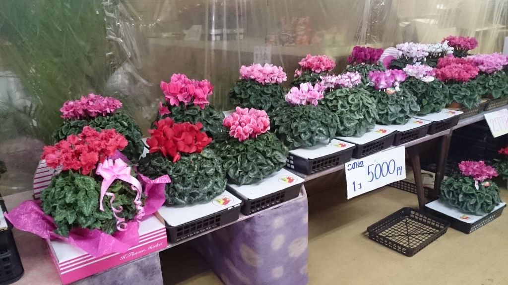 ちはる屋 胡蝶蘭などの鉢植えや切り花 花 花束の格安激安販売 フラワーギフト 誕生日などの贈り物 プレゼントにgood Flower Japan はお客様のニーズにおこたえ致します 安くても 良いお花をご提供します お花のあるおしゃれな生活をキレイなお花