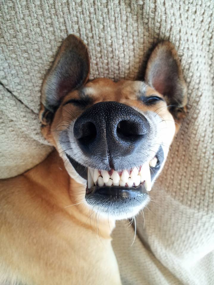 leevardi's tweet photo. #CoronaVirusUpdate The World Health Organization (WHO) announced that dogs cannot get Covid-19.  Dogs can be released from quarantine. I guess you could say that "WHO let the dogs out" https://t.co/SerdkKxsPh