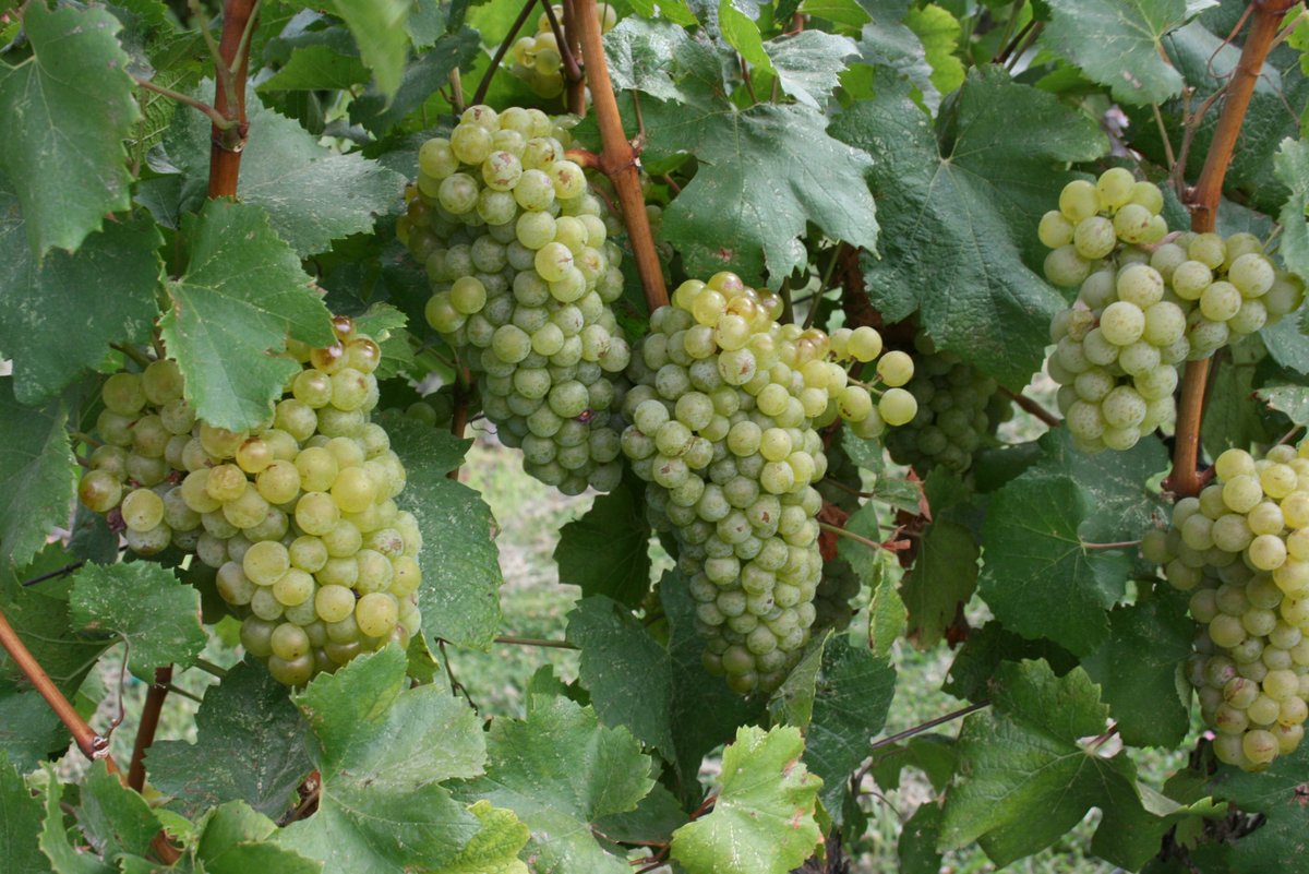 CAFarmBureau's tweet image. California #winegrape crush declined in 2019 - #FoodandFarmNews via @usda_nass bit.ly/38lxUGs