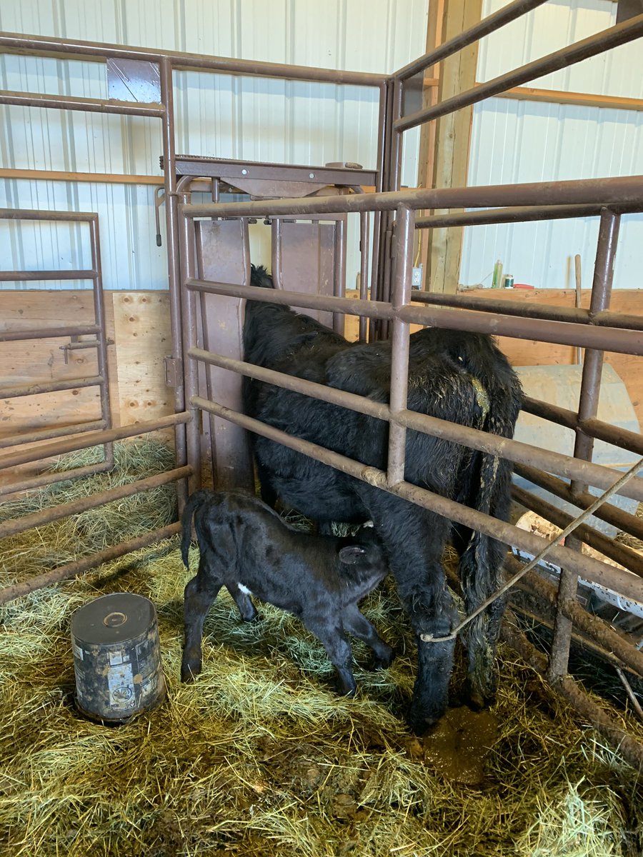 JacksonRyschon's tweet photo. Couple bent gates and a busted shovel handle later, finally got her caught and her lil retard to suck https://t.co/ZwBKIIy7xZ
