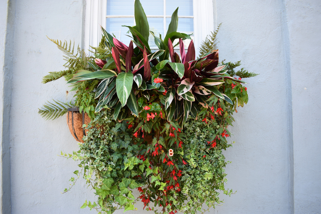 KingCharlesInn's tweet photo. #WindowBoxWednesday! Stroll through Charleston and view some of the most beautiful window boxes in the country!
#charleston #charlestonsc #southcarolina #discoversc #mysouthernliving #lowcountry #beautifuldestinations #travelgram #travel #exploremore #windowboxingwednesday https://t.co/8iehl4DJ7Z