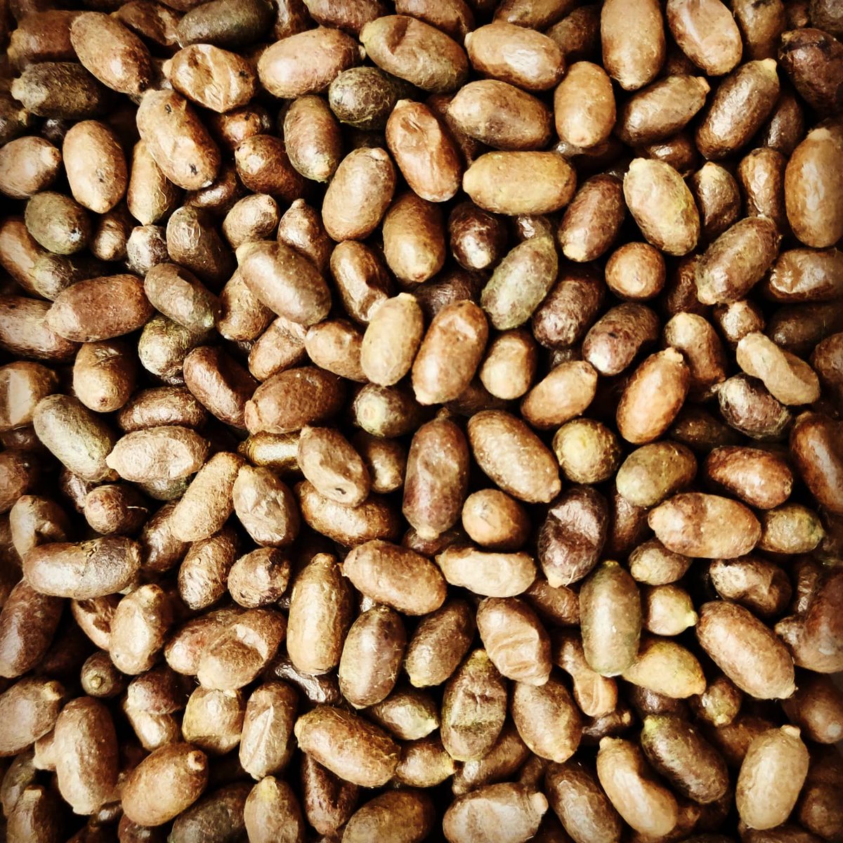 uk_masonbees's tweet photo. This is what I see when I close my eyes.

I've got to stop falling asleep in the cocoons...

#bee #bees #solitarybees #masonbee #masonbees #savethebees #cocooon #beeguardian #guardiankit #beehotel #beehouse  #nature #pollinator #garden #gardening #spring #spring2020 #springwatch https://t.co/9OM6A8agsM