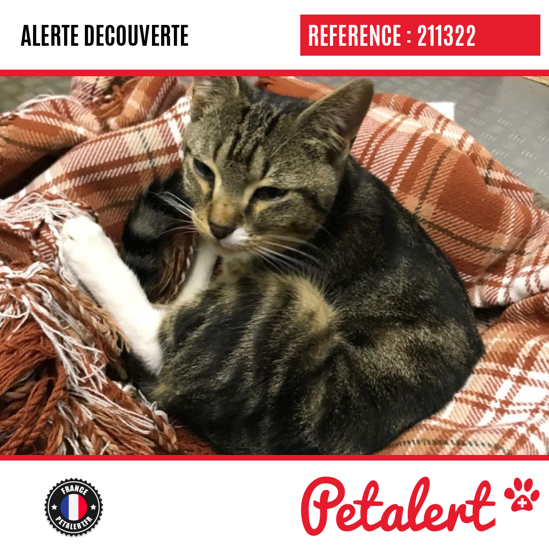 petalert_france's tweet photo. Trouvé #Chat #ValDOise #Mours #Petalert  #PetAlert95 / https://t.co/pRXMs5gICc https://t.co/FcbeKGuxSt