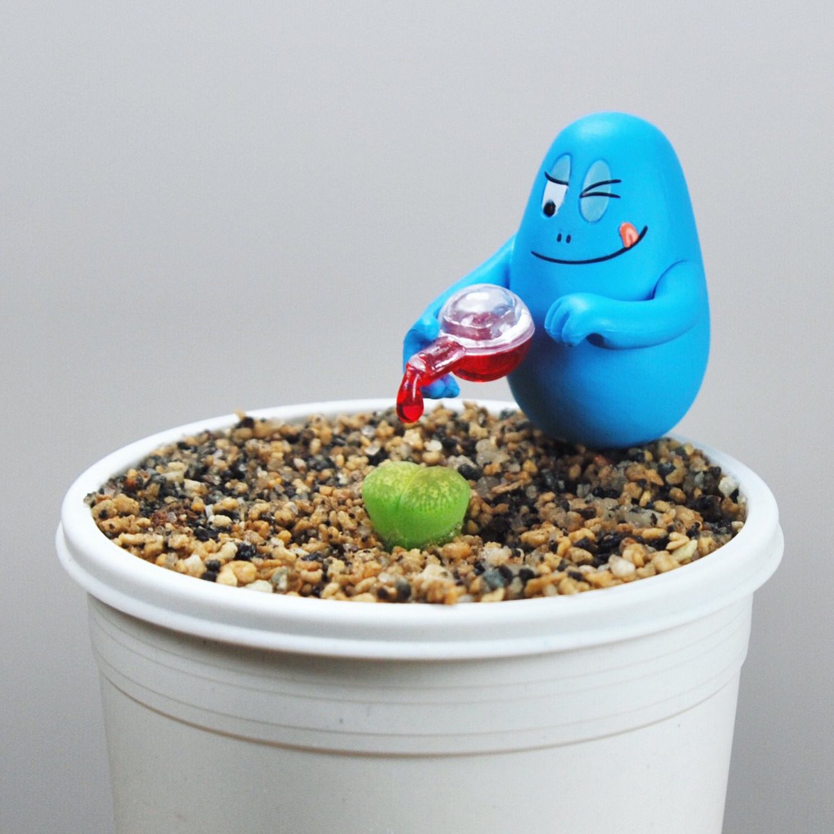 illdependent's tweet photo. 🌱 #Lithops #Venter #Green 
・
📷 #botanicalphotography #mesembs #succulents #plants #botanical #art #design #toys #toyphotography #Barbapapa #Barbabright #scientist
・
🌱 #リトープス #緑弁天玉 
#メセン #多肉植物 #ボタニカル #オモ写 #フィギュア #バーバーパパ #バーバーヒカリ https://t.co/vEVa06aEcW