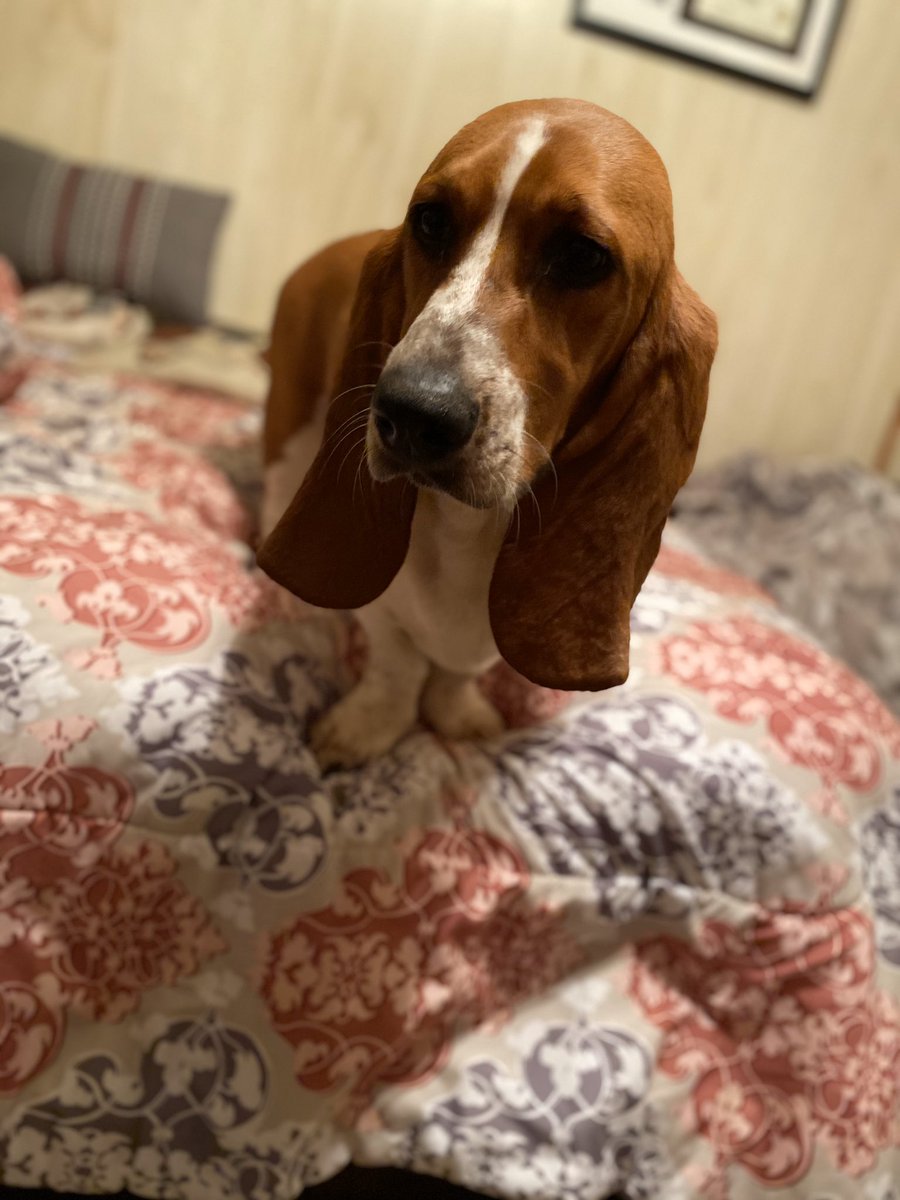 Kelsey_RaeLynn's tweet photo. Spoiled rotten is an understatement...but at least she’s cute 🤪
#WillowGrace #BassetHound #8Months #MyWildChild https://t.co/ZvOhqBX4iQ