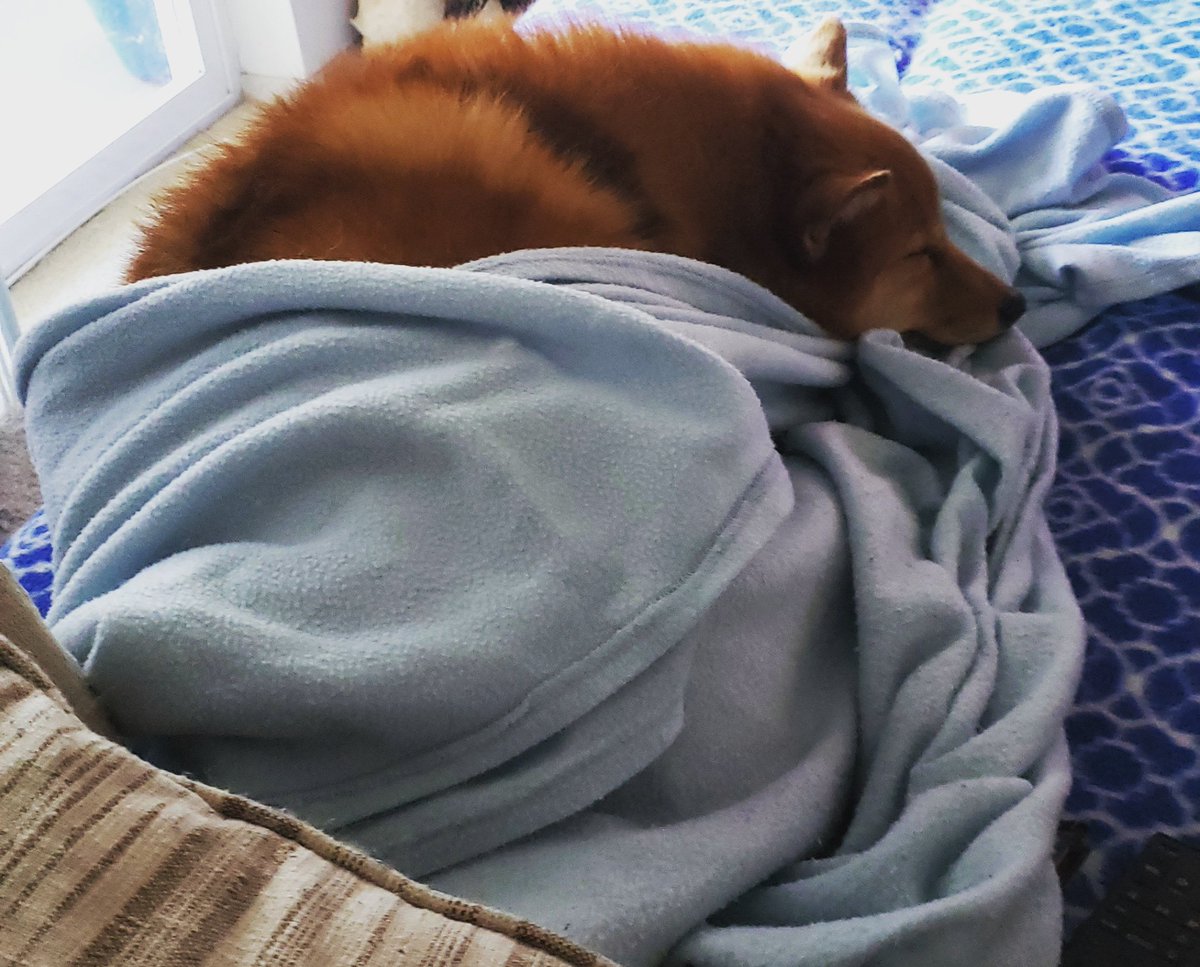 CaseRealtor's tweet photo. It's pretty cold today so even Leo is bundled up 🥰
#realtorlife #finnishspitz #bundleup #cold #pdx #realtor #pdxpets #portlandpets #fluffy #fox #canine #cuddles https://t.co/ewwvRpKepP