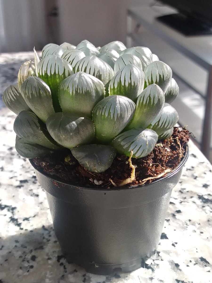 lifeofbellina's tweet photo. New plant alert 😂: Haworthia Cooperi
#HaworthiaCooperi #Haworthia #succulentaddiction #succulents #succulent https://t.co/zsnlVbxRA6