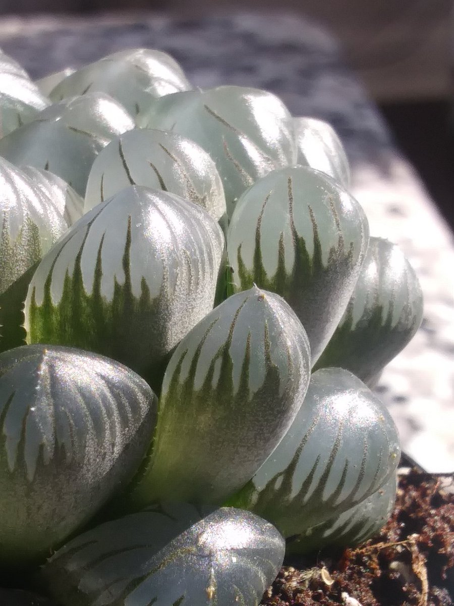 lifeofbellina's tweet photo. New plant alert 😂: Haworthia Cooperi
#HaworthiaCooperi #Haworthia #succulentaddiction #succulents #succulent https://t.co/zsnlVbxRA6