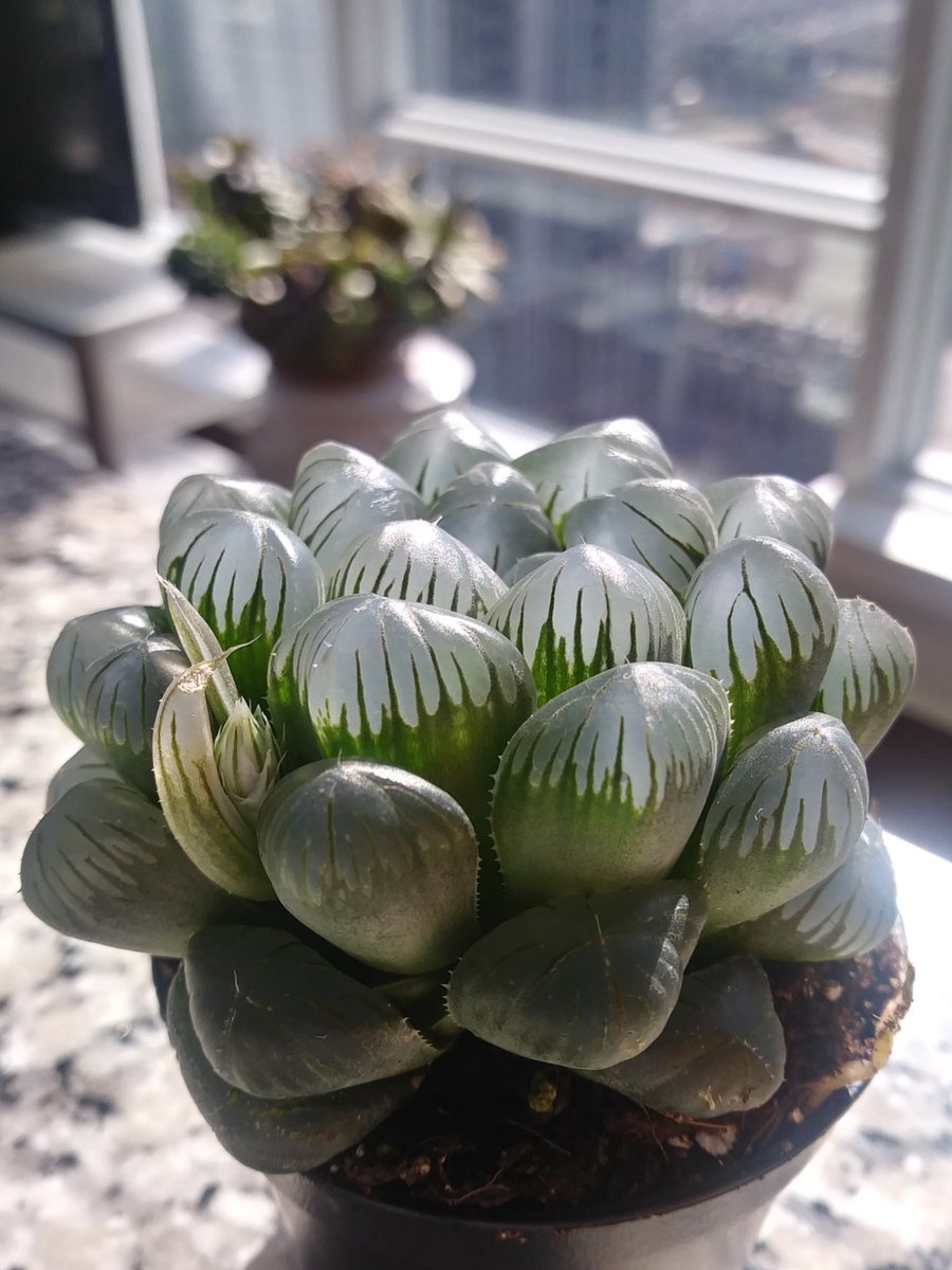 lifeofbellina's tweet photo. New plant alert 😂: Haworthia Cooperi
#HaworthiaCooperi #Haworthia #succulentaddiction #succulents #succulent https://t.co/zsnlVbxRA6