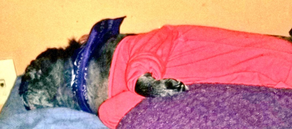 nancy_w_taylor's tweet photo. @HamiltonPug A5 too many lol!! At least a couple a day🤣 hes not in the mood tonight lol! Out cold! #pugchat #newfoundlandCanada https://t.co/1PQkmaaYgC