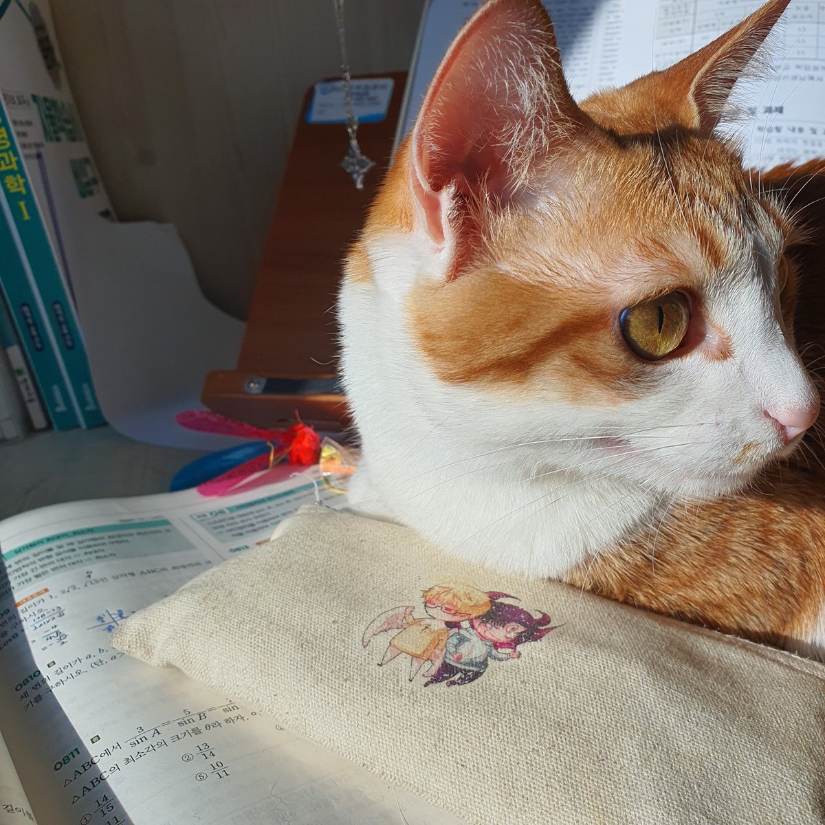 책상 위에서 자기가 좋아하는
잠자리 장난감 지키고 있는 것..무엇..
심지어 그거ㅜ망가진거 붙인거라 새것도 사줬는데..