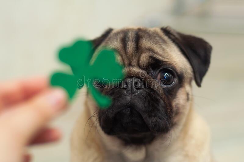 HRPugs's tweet photo. ☘️Happy Saint Patrick’s Month!! We’re gearing up for a special St. Puggy’s day play date this Saturday!
RSVP Details on our meet up page! or meet up app!
#pugmeetup #virginiabeachpugs #stpuggysday ☘️🐾 https://t.co/jHwp2R7J6B