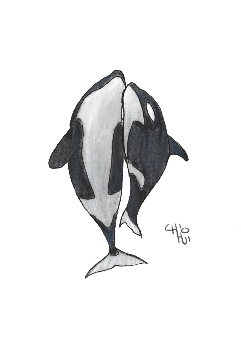 chiohuisoh's tweet photo. Because I enjoy drawing killer whale, I did another drawing 😂
⠀⠀⠀⠀⠀⠀⠀⠀⠀
#chiohui_s
#illustrationartist
#sketchdailies
#ipadprocreateart
#orcawhale
#killerwhale
#whale
#ArtistOnTwitter
Image ref: Pinterest https://t.co/NASxw3cS4G