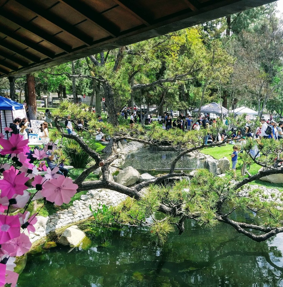CARSLA's tweet photo. This Saturday (3/15) enjoy the beautiful cherry blossoms at the Friendship Garden of the Shoseian Teahouse in Glendale! Reserve a spot at the Cherry Blossom Festival and participate in a traditional tea ceremony inside the Shoseian Teahouse <3 https://t.co/5Sp3JQ9t4w