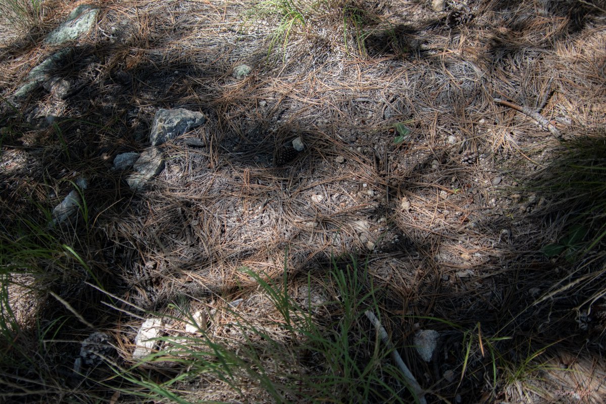 The greater short-horned lizard(Phrynosoma hernandesi) does have the ability to squirt blood from its eyes, but it takes a lot of energy so they're more likely to use crypsis (camo)! Can you #FindThatLizard? Post guesses with #FoundThatLizard and I'll post the reveal at 9PM PT 🦎