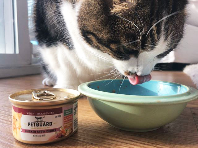 Our friend @marleygot24toes gave our wet food a try ... and we think if he could comment it would simply be, "Nom nom nom." We'll take that 5-star review 😊
.
.
.
#PetGuard #PetGuardians #wetfood #natural #wellness #cat #catsofinstagram #cats #kitten #kitty #kittycat #kitties
