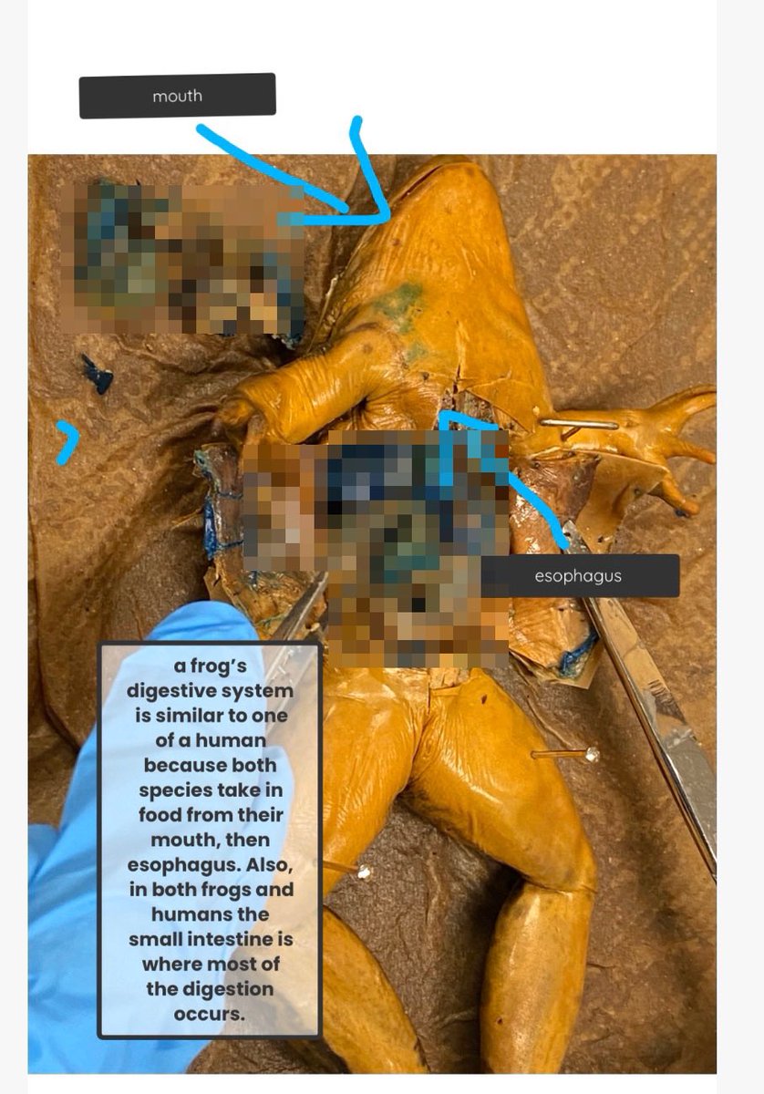 JBradshaw01's tweet photo. Grade 10s did a fantastic job with their frog dissections, identifying organs and comparing them to their human counterparts in structure and function. True โhands onโ learning.
(Pixelation added by me to make images less graphic)
#InMyOntEdClass https://t.co/mATajGVjuD