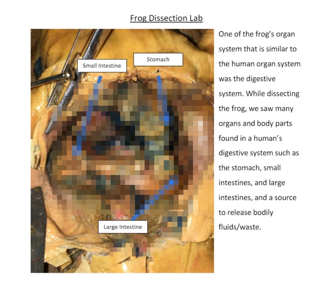 JBradshaw01's tweet photo. Grade 10s did a fantastic job with their frog dissections, identifying organs and comparing them to their human counterparts in structure and function. True โhands onโ learning.
(Pixelation added by me to make images less graphic)
#InMyOntEdClass https://t.co/mATajGVjuD
