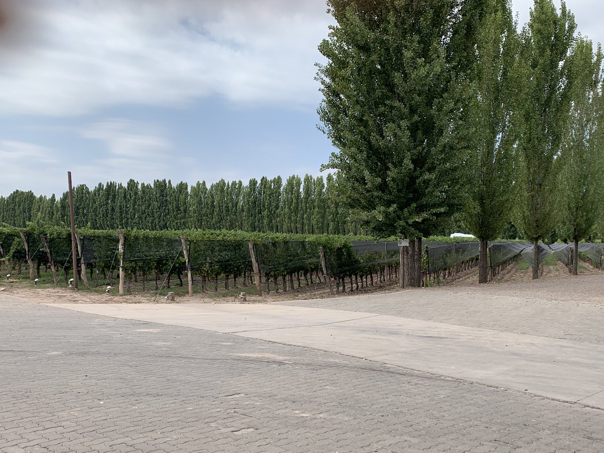marta_cruz's tweet photo. Escuchando la historia de @sbalbowines y visitando la bodega. Realmente un ejemplo para el ecosistema de empresarios a nivel mundial #NXTPAgTech @nxtpyne https://t.co/TDQuhqmAcm