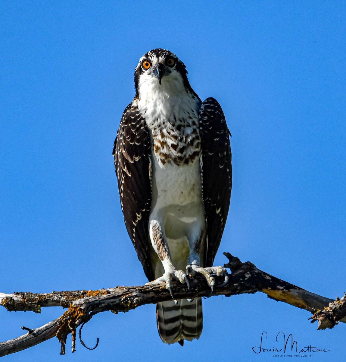 Lmatteau66's tweet photo. 2019Aug180959- One of the Babes from Star and Louis. At the Ball field nest. #ClarkForkRiver #clarkforkrivermissoula #osprey #ospreysofinstagram #ospreyofmontana #hellgateosprey #birdsofmontana #montana #lastsummer #veteran #armyveteran #nikond500 https://t.co/EZNlfdwSHw