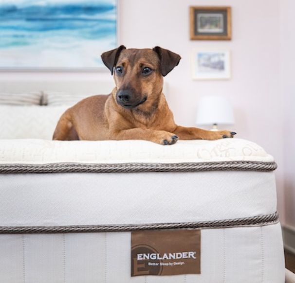 englander's tweet photo. Have you been struggling this week from Daylight Savings Time? To help you out, here are some tips on getting back some of that hour you lost – and a cute pic of our Jonesy.
https://t.co/wCnssRBlBW
#sleepawarenessweek #bettersleepbydesign #DST https://t.co/h1CLGtmPrL