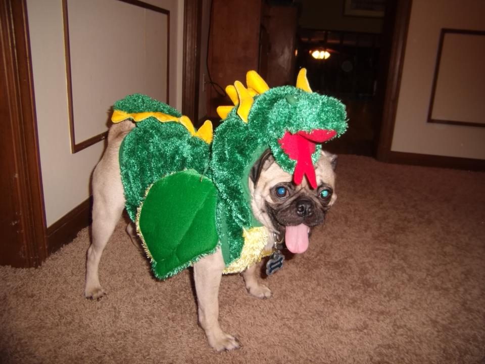 Puggles!? Is that you!?