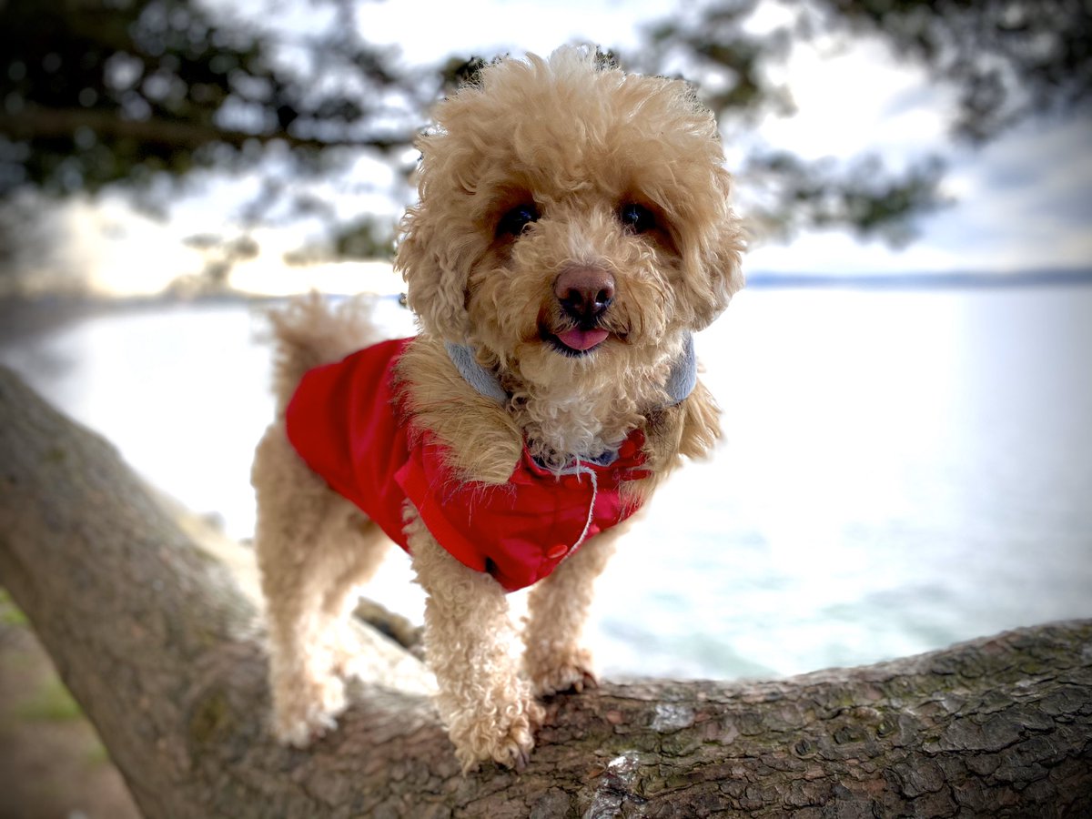 TraceyLeong's tweet photo. Climbing trees at Alki Beach Park with my pup Bella. #MiniEscape #ExploreMore #DogsofTwittter #WednesdayVibes https://t.co/8Sw0GsGWeB