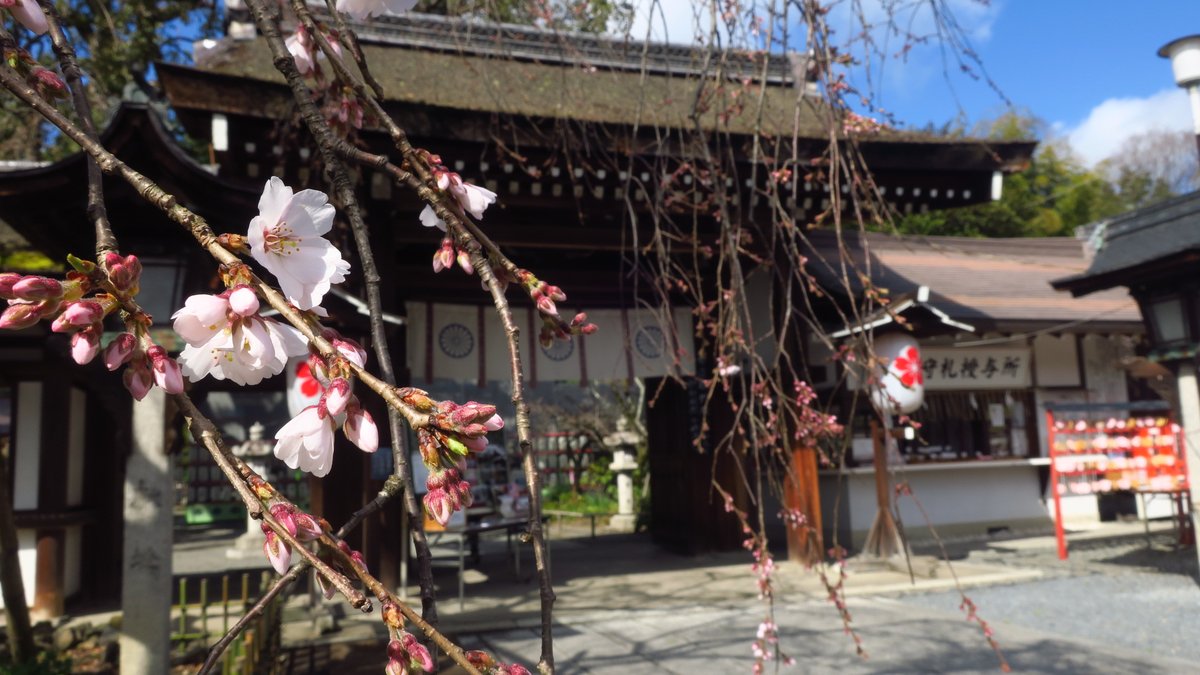 Sharing Kyoto This Is A Photo Of Hirano Shrine Yesterday Cherry Blossom Season Is Coming Soon And Already Partially It Was Beginning Sharingkyoto Kyoto Kyotocherry Sakura Cherryblossoms Kyotocherryblossoms Hiranoshrine T