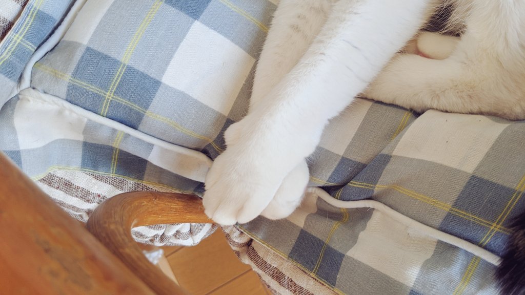 sai_pht's tweet photo. 腕組み？足組み？

#いきものしゃしん #saiふぉと 
#うちの可愛いにゃんこたち #猫写真
#猫 #猫のいる生活 #猫好きさんと繋がりたい https://t.co/a9IeZcjAlA