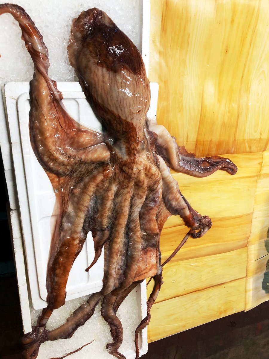 北海道 小樽 南樽市場 阿蘇鮮魚店 久々に生タコ入荷 小樽産の生タコはとても柔らかくて美味しいです 粗塩で滑りをとって茹でてから 刺身 はもちろん カルパッチョ タコザンギ アヒージョ タコ飯 タコしゃぶも良いです この機会に挑戦して 北海道 小樽 南樽市場 阿蘇鮮魚店 久々に生タコ入荷 小樽産の生タコはとても柔らかくて美味しいです 粗塩で滑りをとって茹でてから 刺身 はもちろん カルパッチョ タコザンギ アヒージョ タコ飯 タコしゃぶも良いです この機会に挑戦して
