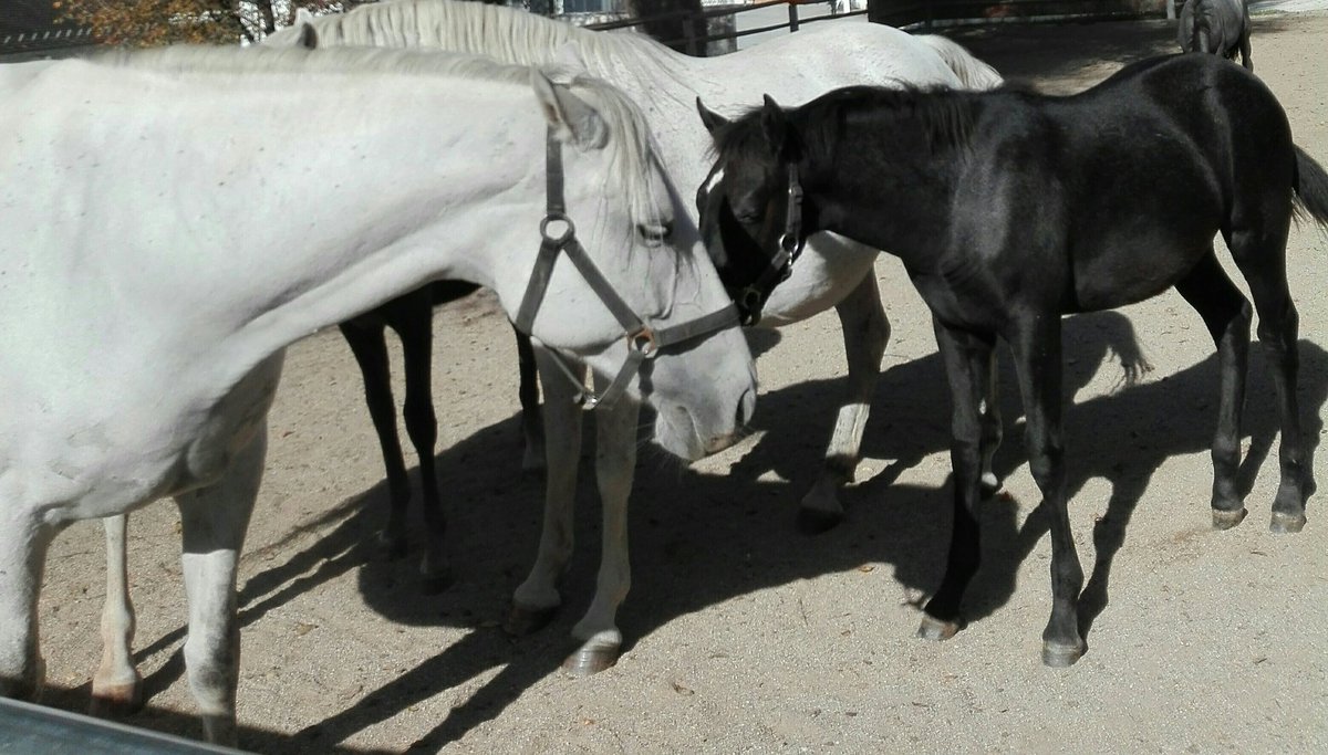 anit2691's tweet photo. #backandwhite #Horses #Lippizaner in #Piber #Styria #Austria https://t.co/JDQibSz952