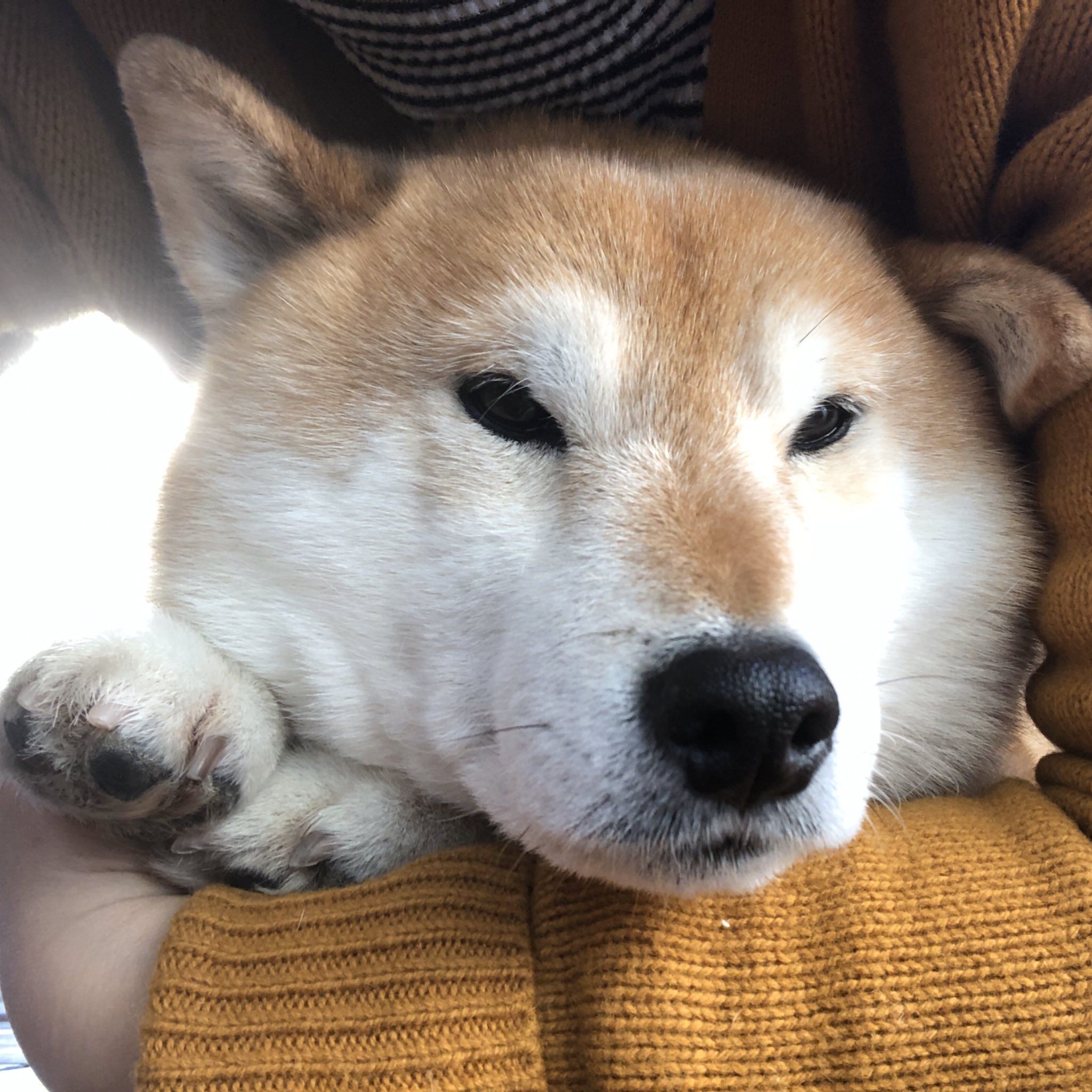 柴犬アンちゃん 正露丸はコロナに効かんしトイレットペーパーはマスクの材料やないけどマスク家にあるのにたまたま立ち寄ったコンビニでマスクが入荷してても買うの堪えた人は柴犬の御加護があります T Co 0lmbvivo2u Twitter