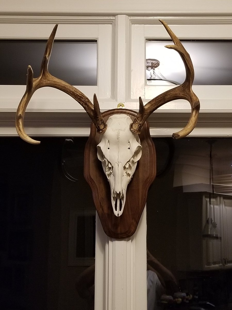timbowlick's tweet photo. My mount came in today from my December south Texas hunt. https://t.co/nHbGvDmBUi